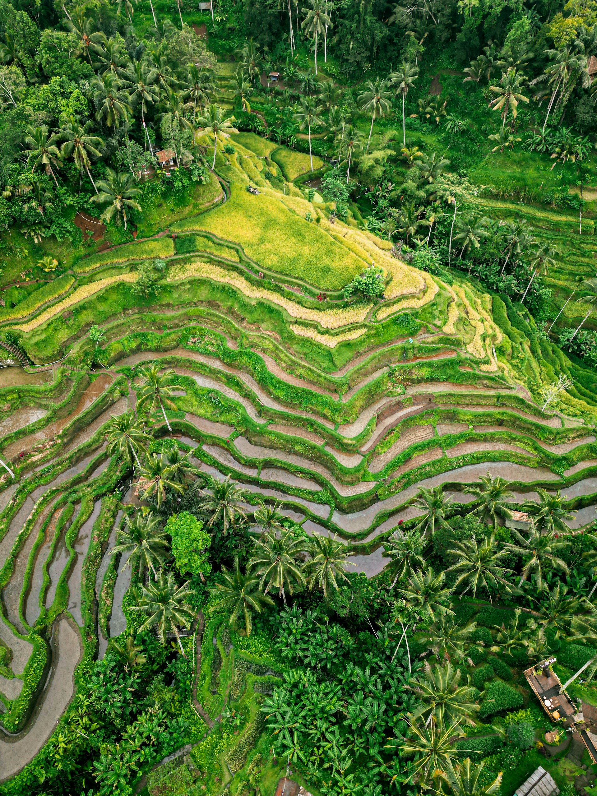 Rice Terrace